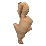 Ginger Root 3D Scan Retopo